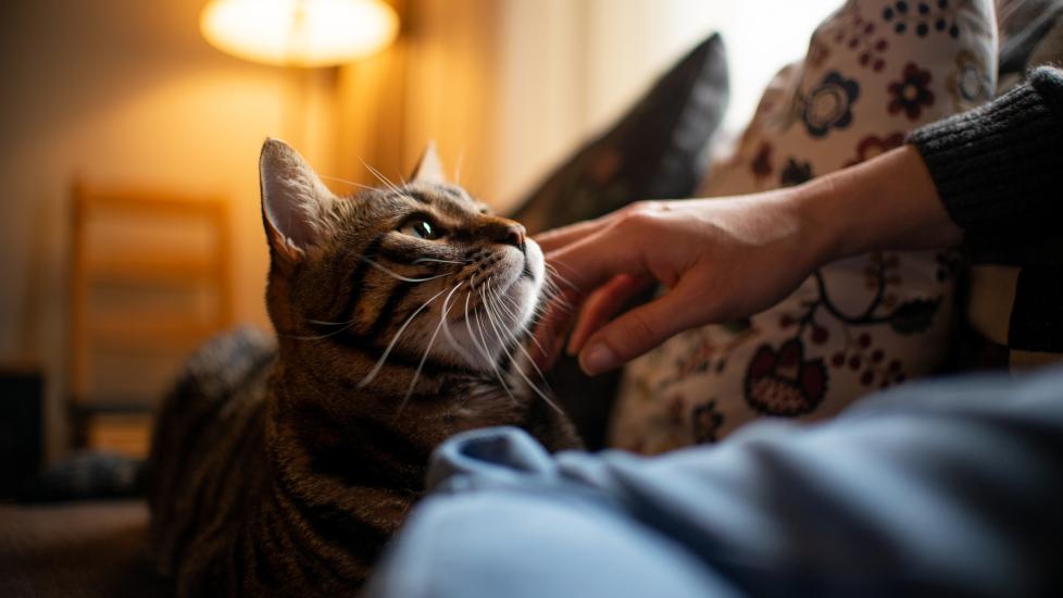 ways indoor cats can get fleas; a cat snuggles with his pet parent inside his home.
